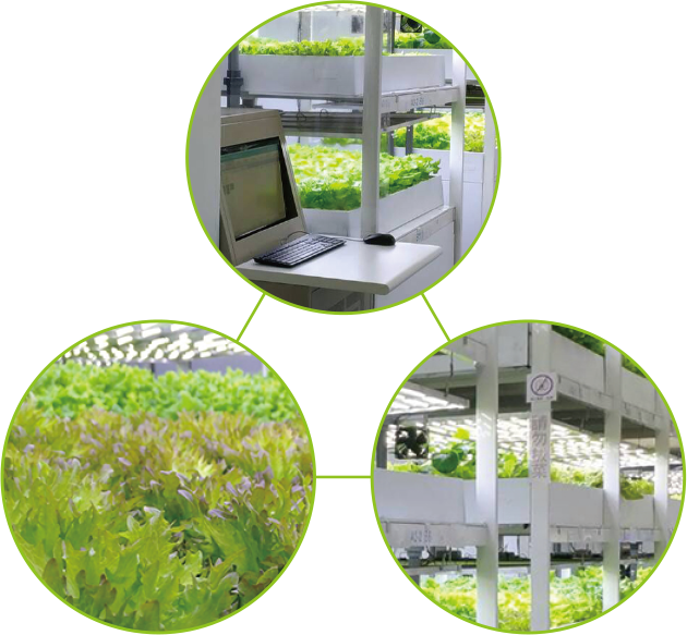 Features of Shye Huei Planting Factory